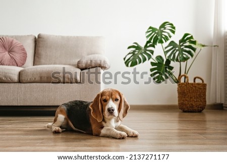 Cute beagle dog with big ears laying on a floor. Adorable and funny pup with brown, black and white markings resting at home. Close up, copy space for text, interior background. Royalty-Free Stock Photo #2137271177