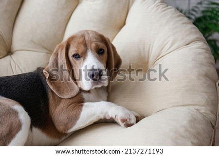 Portrait of adorable beagle pup sleeping in the dog bed. Sleepy dog with brown, black and white fur markings resting in a lounger. Close up, copy space, background. Royalty-Free Stock Photo #2137271193