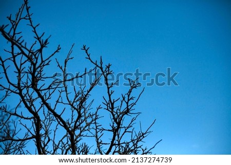 Many dark branches without leaves against the blue sky