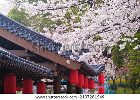 Early Spring Scenery of Cherry Blossom Garden in East Lake Scenic Area, Wuhan City, Hubei Province Royalty-Free Stock Photo #2137281549