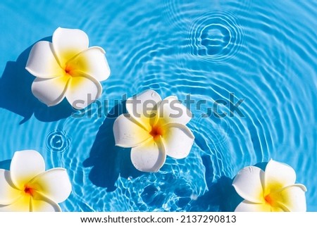 Tropical frangipani flowers on a blue water background. Top view, flat lay.