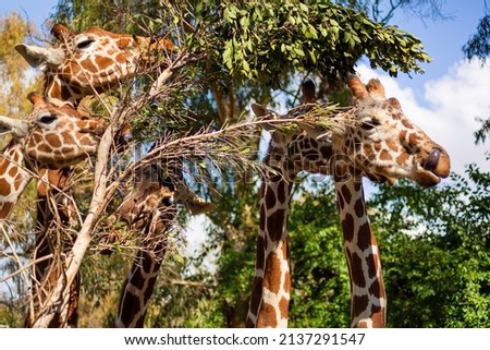 The giraffe lives in the Israel zoo. Close-up of a giraffe eating,