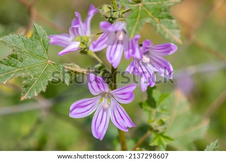 Malva sylvestris is a species of the mallow genus Malva in the family of Malvaceae. Known as common mallow, it acquired the names of cheeses, high mallow and tall mallow. Malva multiflora Cav. Soldano Royalty-Free Stock Photo #2137298607