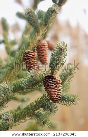Beautiful cheerful holiday pine cone growing on a pine tree branch.