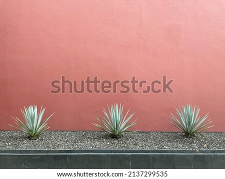 A Mexican scene of three agave cactus succulent plants, against a red wall, in Mexico City. A background with room for text, space for copy. Royalty-Free Stock Photo #2137299535