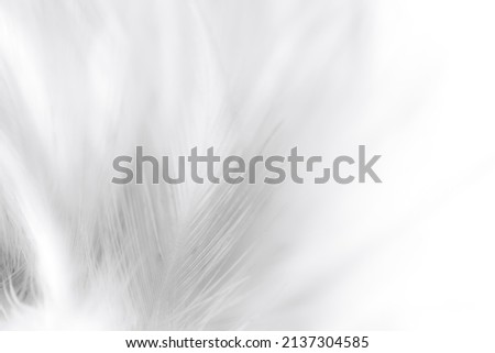 white macro feathers,White feather texture background, free space to add text or baby products and more.