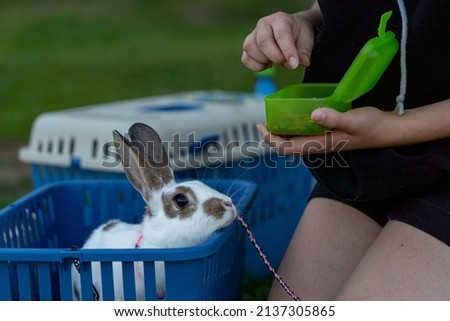 cute bunny rabbit with long ears in the transport box waiting to be fed, green background, hands in the picture, close up, rabbit hop, Symbol of new year 2023, copy space