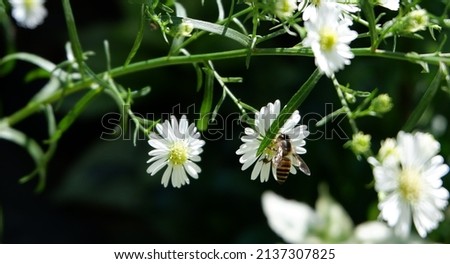 Bee Suck Honey from Flower - Image