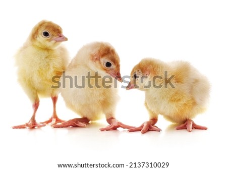 Three yellow chicks isolated on a white background.