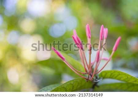 Closeup of beautiful floral natural background, artistic nature macro. Spring summer background, blurred bokeh foliage, colorful nature view. Exotic blooming flowers, tropical nature. Perfect petals