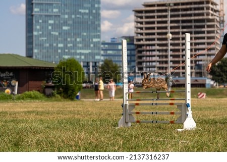 adorable rabbit bunny jumping over the obstacles during bunny race, green background, pet photography, rabbit hop, kaninhop