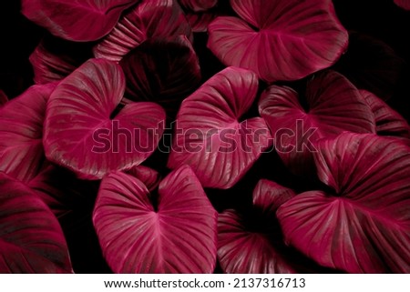 red leaf background, nature background concept