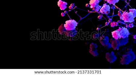 Blossoming tree branch. Japanese spring. Floral background. Purple pink neon blooming flowers on black Royalty-Free Stock Photo #2137331701