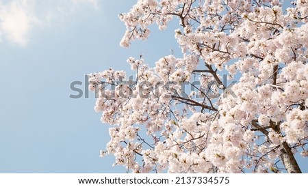 Cherry blossom with blue sky at Nara park in Nara, Japan