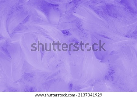 Violet feather as a background, top view. 