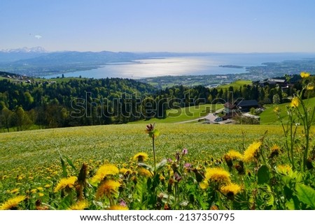 Flower meadow at Hochberg close to Pfänder, Lake of Constance in the background. Vorarlberg, Austria. High quality photo Royalty-Free Stock Photo #2137350795