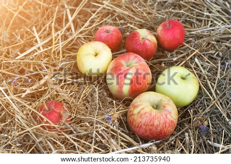Authentic organic apples
