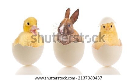 Easter image of a funny little baby chick sitting in a broken egg Royalty-Free Stock Photo #2137360437