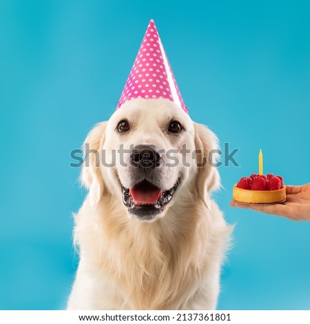 Closeup of happy dog in party hat celebrating birthday, unrecognizable female owner holding b-day cake in hand greeting labrador, presenting pie with candle, isolated on blue studio background