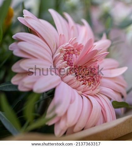 One isolated pink Gerbera. Close up detail of pink flower in bouqet. 
