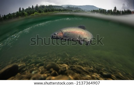 Rainbow trout underwater. Mountain fishing background. Royalty-Free Stock Photo #2137364907