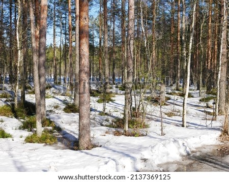 Winter landscape photo of outdoor activities area in Tampere in Finland. Snowy forest and the sun is shining. Beautiful sunny day.