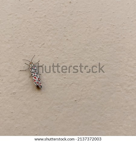 Butterfly polka dots at the edge of the pictures on a wall in one color