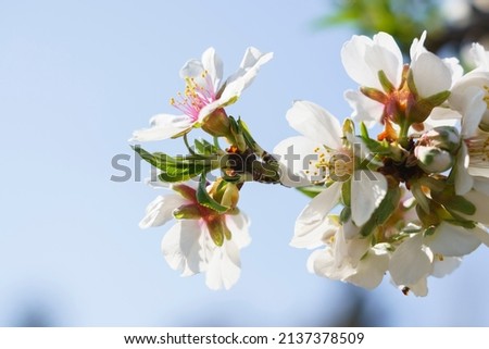 Macro photo of a almond blossoms in the Quinta De Los Molinos, Madrid, MD, Spain