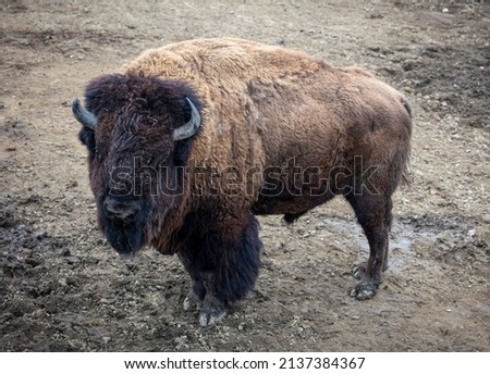 Buffalo stand on muddy land