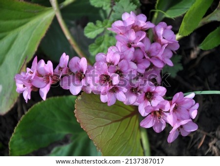 In the spring in the flower bed blossom Bergenia (Badan)