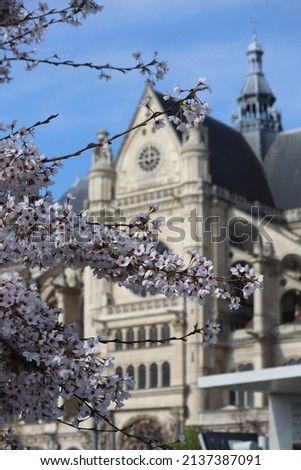 Blooming spring trees in front of Sainte Eustache church in the center of Paris