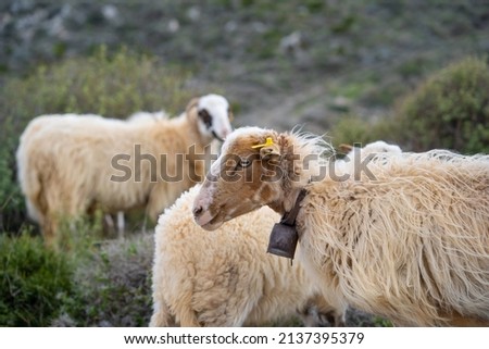 Sheep at land of Crete island 