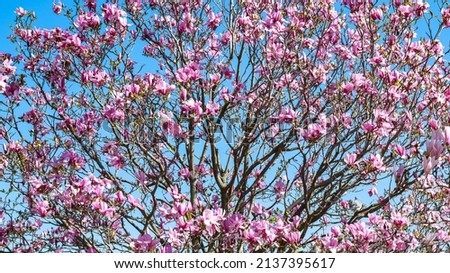 Pink magnolia in bloom, beautiful flowers, background