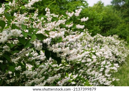 Spring flowering of Japanese snow flower Deutzia gracilis in a forest garden in the countryside of a European village Royalty-Free Stock Photo #2137399879