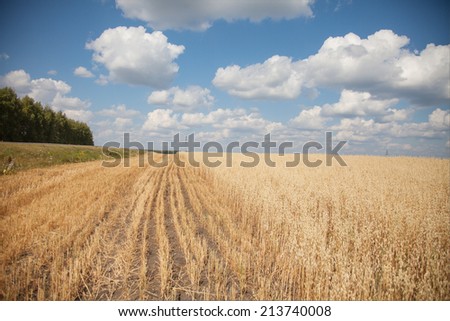 Oats field landscape 