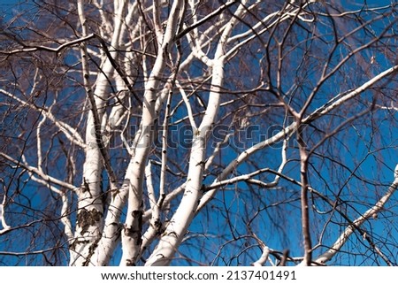 Natural abstract background of birch tree branches.