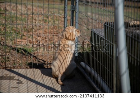 Cute yellow labrador puppy watches the world from behind a fence