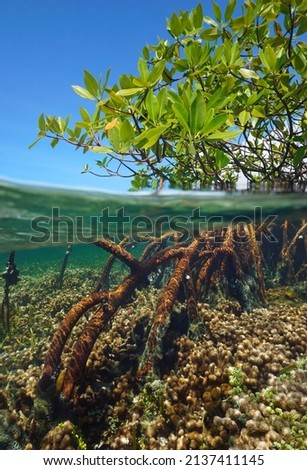 Mangrove tree in the sea, foliage and roots split level view over and under water surface in the Caribbean ( red mangrove Rhizophora mangle ) Royalty-Free Stock Photo #2137411145