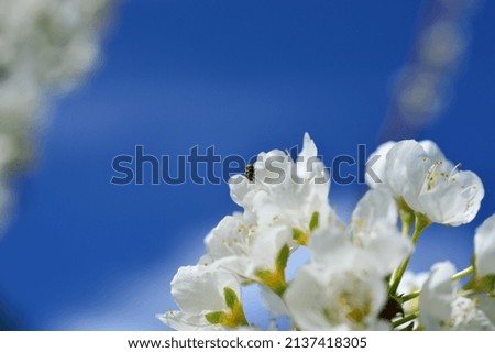 Bright white plum tree blossoms on tree in garden