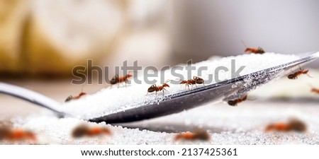 small red ants on sugar spoon, ants on table, spot focus, macrophotografic