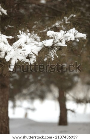 Winter snow on pine branches