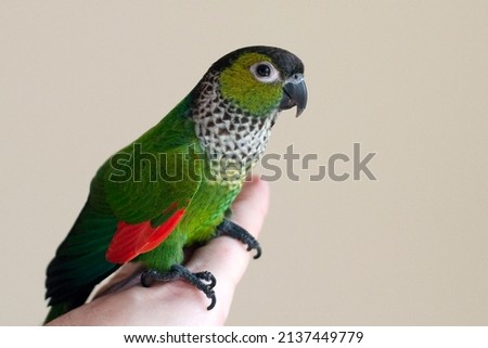 Cute female black capped conure perched on her human friend's finger showing her beautiful red wing tips Royalty-Free Stock Photo #2137449779