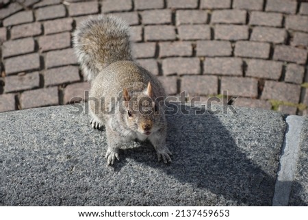 Grey squirrel from above on the paving in a park