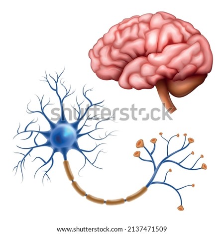 Realistic neuroscience set with human brain and nerve anatomy isolated vector illustration
