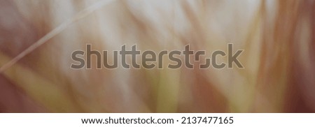 Blurred of grass abstract background