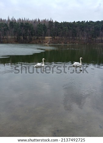 Two swans on the surface of the pond in late winter