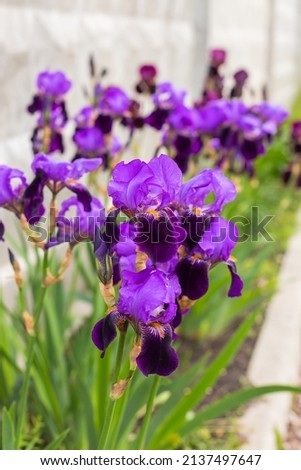 Violet and blue blooming iris flowers closeup on green garden background. Sunny day. Lot of irises. Large cultivated flowerd of bearded iris (Iris germanica). Blue and violet iris flowers are growing Royalty-Free Stock Photo #2137497647