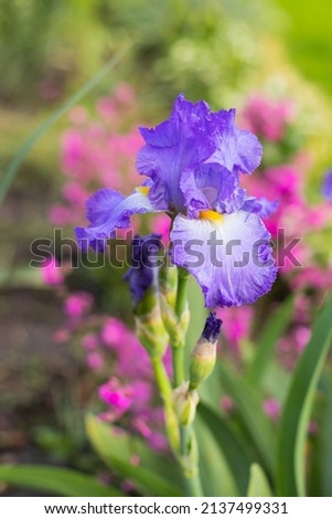  Large cultivated flowerd of bearded iris (Iris germanica). Violet and blue blooming iris flowers closeup on green garden background. Sunny day. Lot of irises. Blue and violet iris flowers are growing Royalty-Free Stock Photo #2137499331