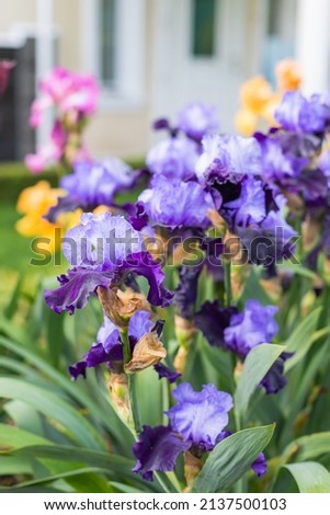 Yellow and blue blooming iris flowers closeup on green garden background. Sunny day. Lot of irises. Large cultivated flowerd of bearded iris (Iris germanica). Blue and yellow iris flowers are growing Royalty-Free Stock Photo #2137500103