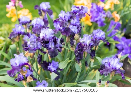 Yellow and blue blooming iris flowers closeup on green garden background. Sunny day. Lot of irises. Large cultivated flowerd of bearded iris (Iris germanica). Blue and yellow iris flowers are growing Royalty-Free Stock Photo #2137500105